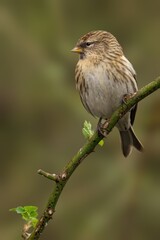 Female Common Redpoll (Acanthis flammea) perched on leafy branch above water