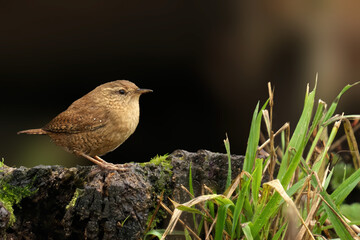 Brown Wren perched on a stump with grass background
