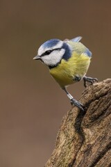 Blue Tit (Cyanistes caeruleus) bird sits on the edge of a tree stump