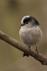 Fototapeta premium Small Long Tailed Tit bird perched on a barren tree branch