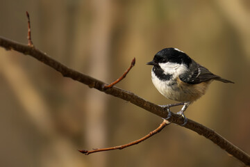 Fototapeta premium Young Coal Tit sits on a snowy tree branch in winter