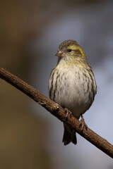 Siskin perched on tree branch, gazing