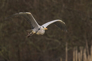 a bird is flying over water with trees in the background