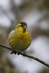 Yellow siskin perched on a tree branch with gray foliage