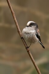 Obraz premium a small bird is perched on a thin branch outside in front of a rock