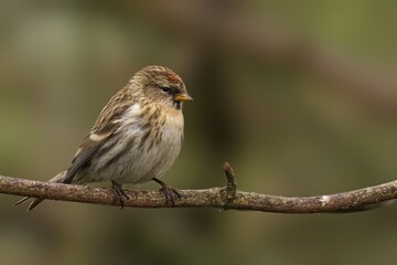 a small bird perched on a branch with no leaves around it