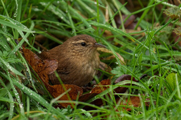 Wren in lush green grass and leaves with dewdrops