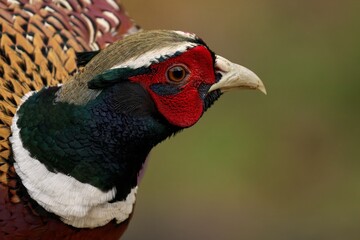 Of a Pheasant with red head and striking yellow eyes