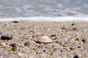 Seashell on sandy shore with approaching wave