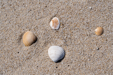Seashell on sandy shore with approaching wave