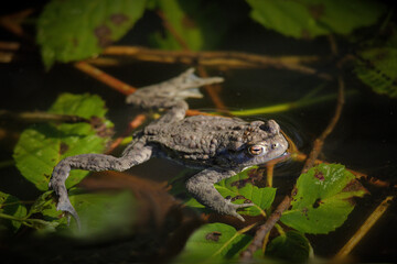 Frog living in Lake Hoehenfeld, Cologne, Germany