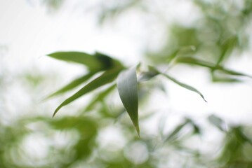 Liście bambusa, na rozmytym tle