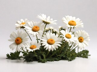 Obraz premium daisies