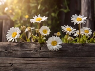 Obraz premium daisies on wooden table