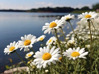 Fototapeta premium field of daisies