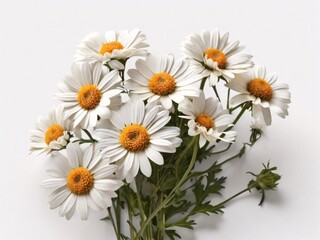Fototapeta premium bouquet of daisies