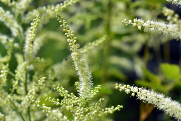 Weiße Blüten an einem Wald-Geißbart