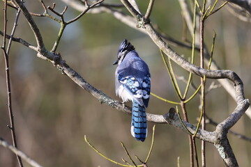 Blue jay perched on winter tree branch