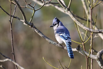 Blue jay bird resting on tree branches