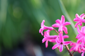 Close-up of pink flowers beside a plant