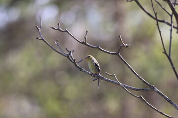 Tiny goldfinch sits on a leafless branch against a watery backdrop