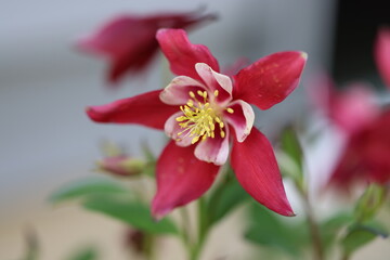 Close-up of vibrant Columbine flowers in a potted plant on the ground