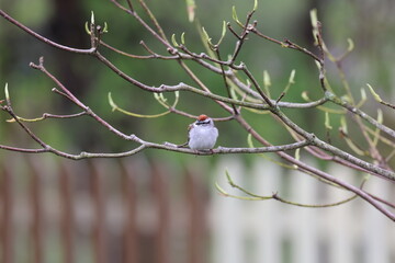 Song sparrow perched on a tree branch