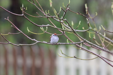 Song sparrow perched on rain-soaked branch by a fence