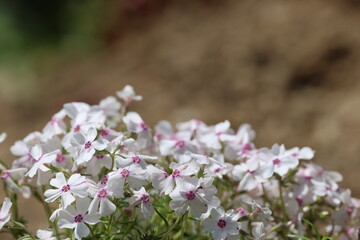 Fototapeta premium White flowers blooming on a plant by soil
