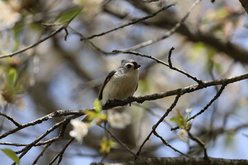 Tufted titmouse perches on a tree branch