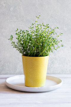 Potted herb plant indoor thyme kitchen counter