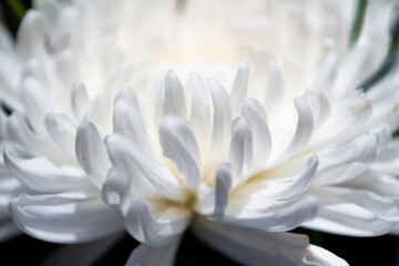 Obraz premium White chrysanthemum flower against a black background with space for text