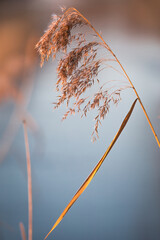Close-up of tall dry grass by water edge
