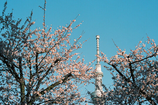Tokyo skytree through the blooming trees