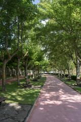 A path in a park with trees and benches. The park is a quiet and relaxing place to spend time.