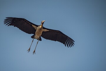 Majestic Marabou stork soaring with outstretched wings against a clear sky