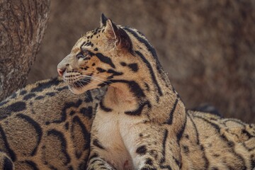 Close-up of a clouded leopard showcasing its stunning fur pattern