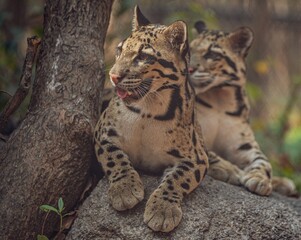 Closeup shot of a beautiful clouded leopard perched on a forest rock