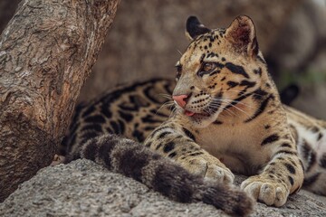 Closeup shot of a beautiful clouded leopard perched on a forest rock