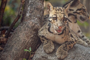 Closeup shot of a beautiful clouded leopard perched on a forest rock