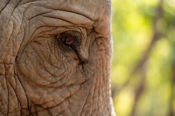 Closeup shot of details on an elephant eye