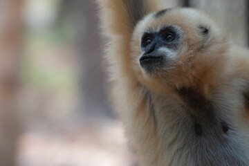 Closeup selective focus shot of an adorable gibbon monkey