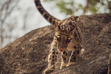 Clouded leopard strolling on large rocks with trees in the backdrop