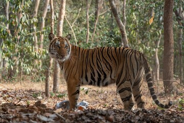 Majestic tiger in a forest surrounded by trees and foliage