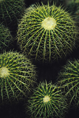 Vertical closeup shot of a cluster of large round cacti