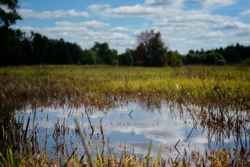 Mały zbiornik wodny z odbiciem nieba, w zbiorniku rosną trawy w tle na horyzoncie widać ciemne drzewa, na niebie widać błękit i białe chmury © Stefan