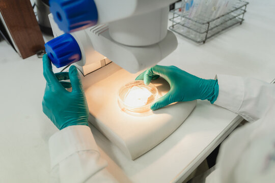 Scientist analyzing fungi sample with a stereoscope