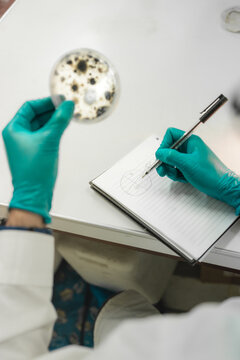 Scientist analyzing fungi Microbial culture