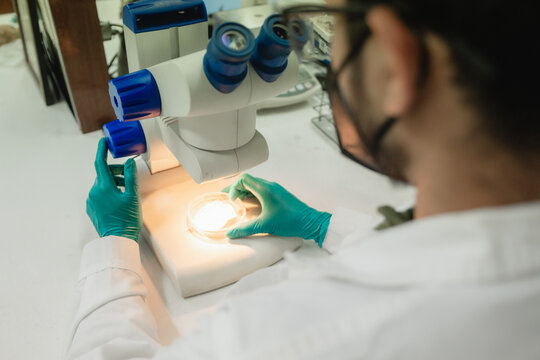 Scientist analyzing fungi sample with a stereoscope