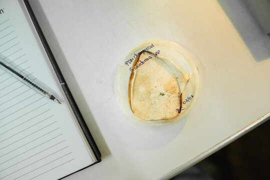  Fungi sample in a Petri Dish